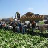 米国カリフォルニア州サリナスでのレタス収穫風景1