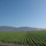 米国カリフォルニア州サリナスバレーのレタス畑3